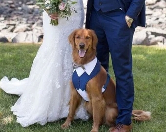 What are the disadvantages of using a dog wedding outfits?