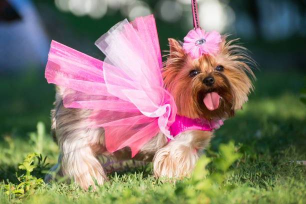 What are the disadvantages of using a dog wedding outfits?
